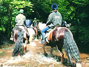 Pony trekking in Mid Wales